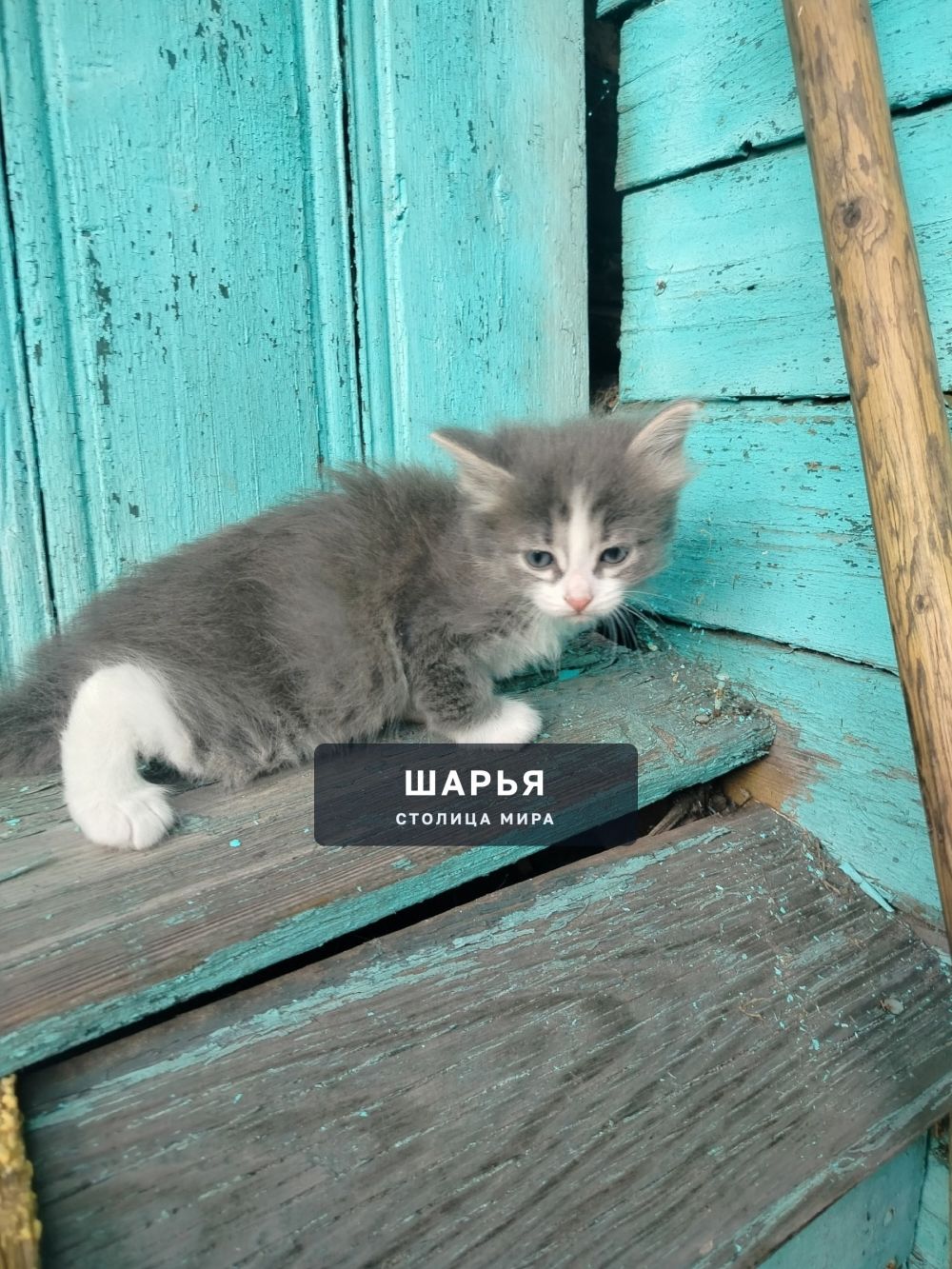 Котята в добрые руки — Шарья — фото 3
