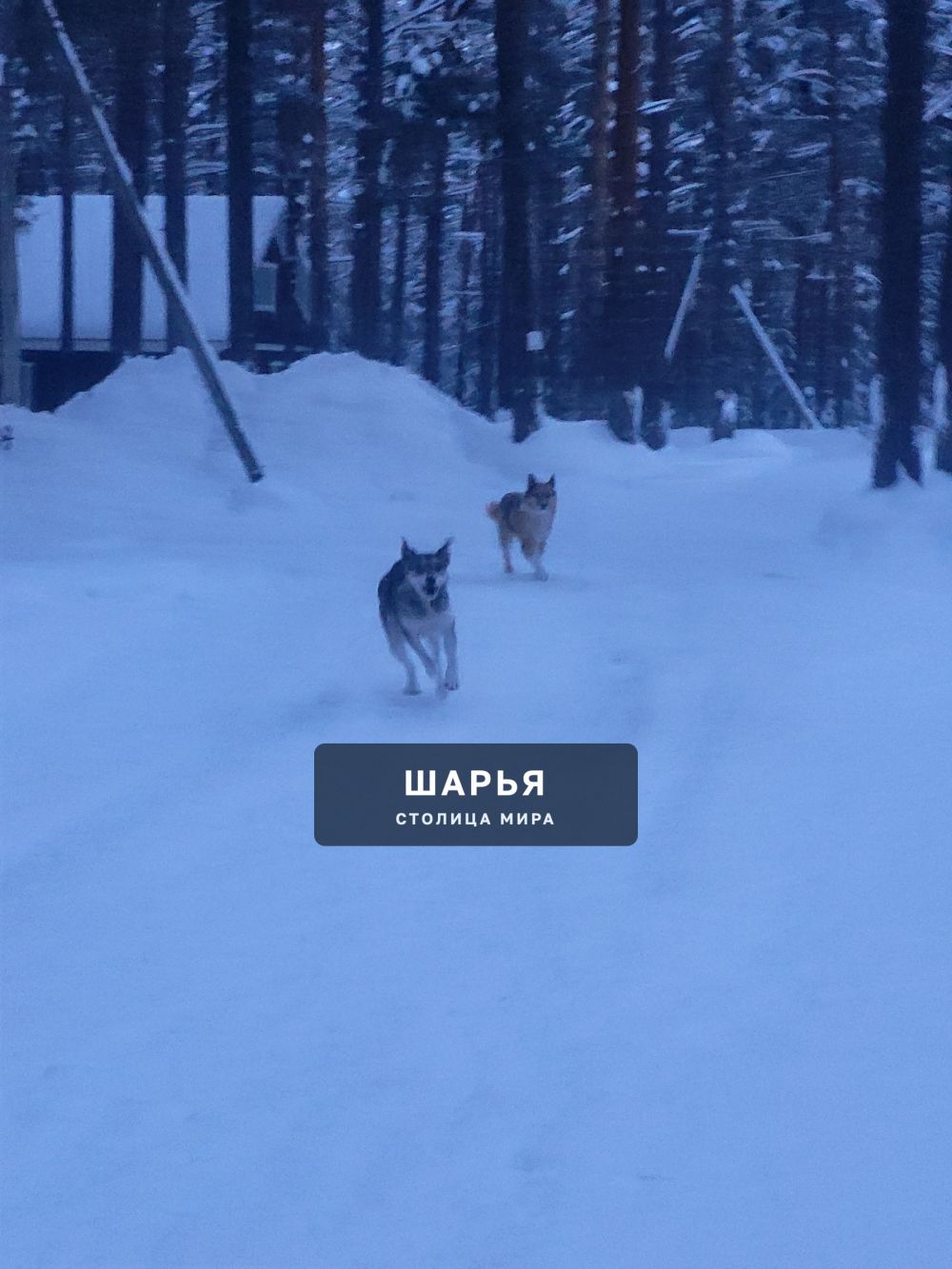 Разместите, пожалуйста, пост в группе следующего содержания! — Шарья — фото 2