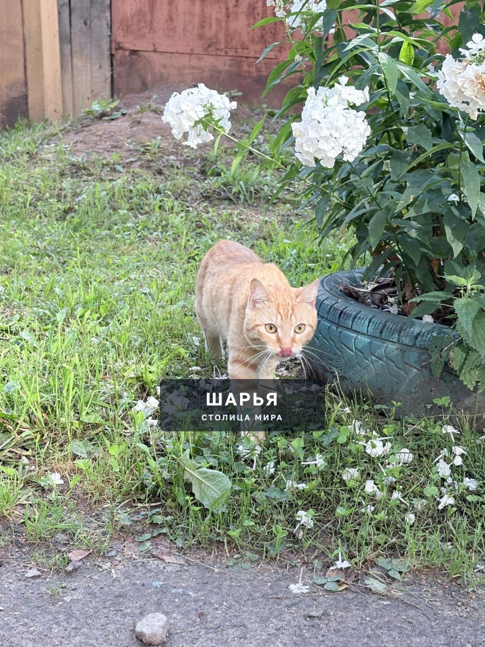 Найден котенок на ул. Спортивной (Ветлужский) — Шарья