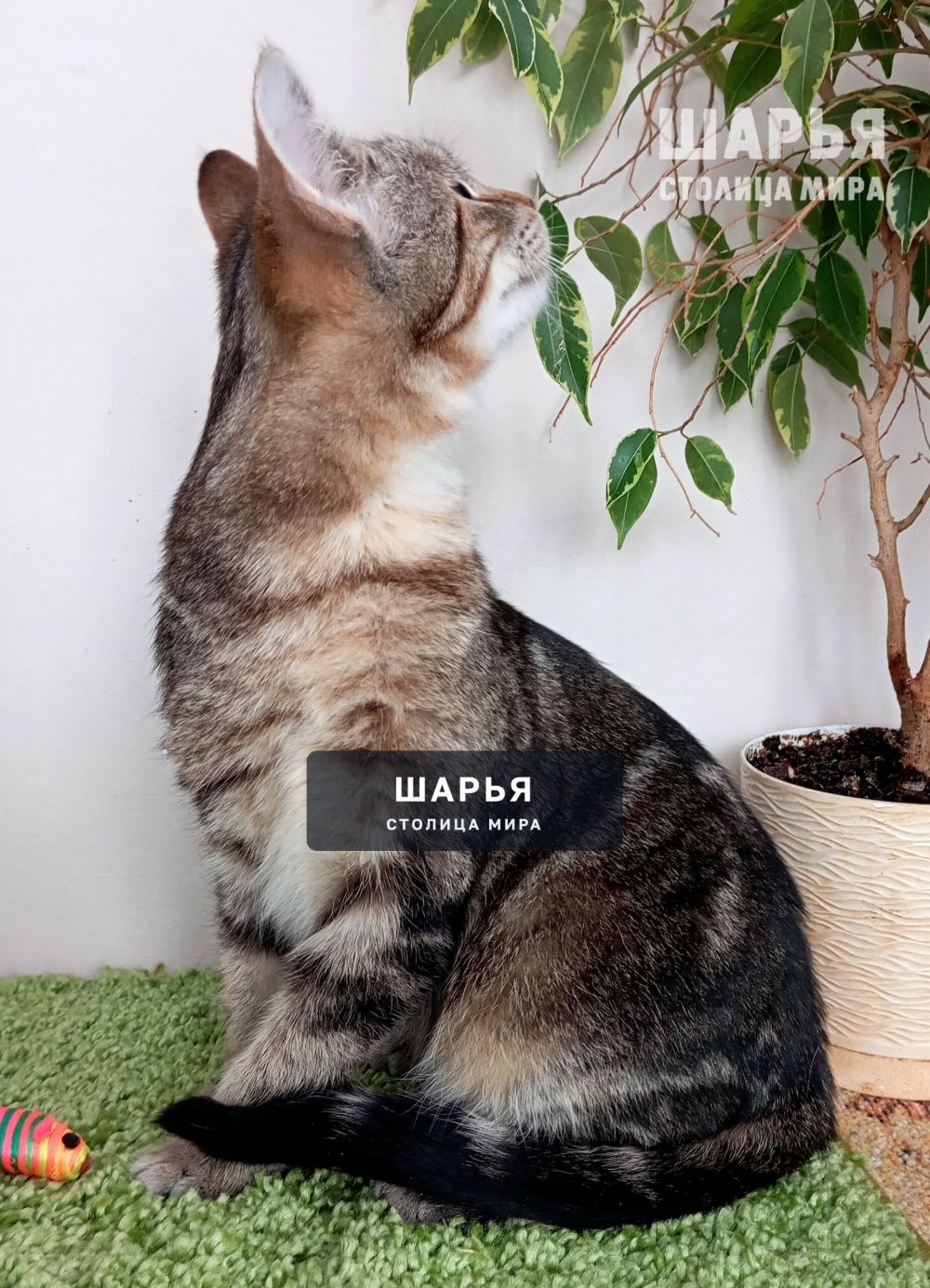Молодой котик Тимошка в поиске надежного хозяина! — Шарья — фото 5