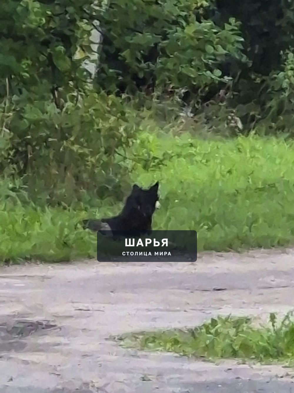 Уважаемая Администрация города Шарьи, когда вы соизволите отреагировать на проблему с отловом… — Шарья — фото 2
