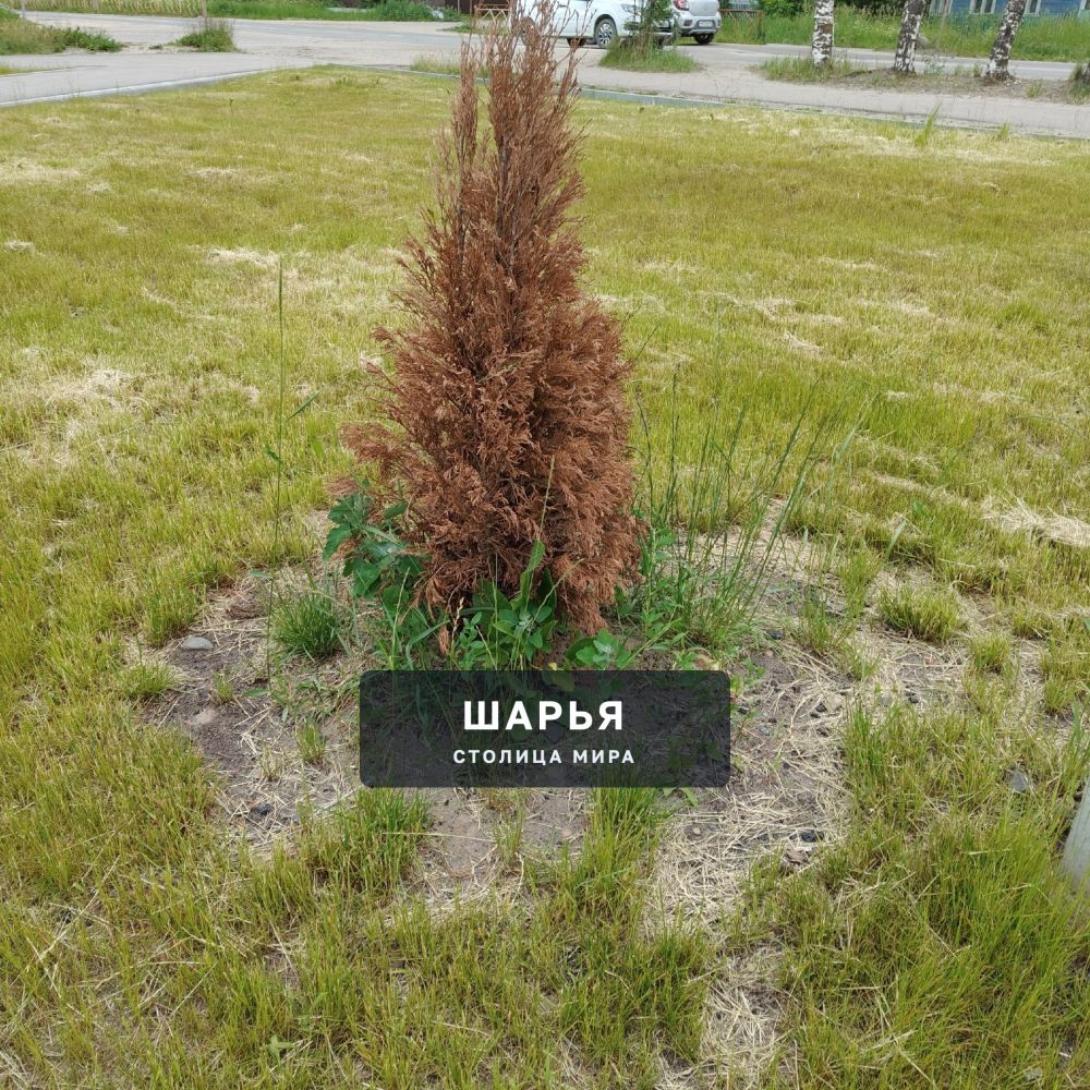 А задумка-то была неплохая — Шарья — фото 3