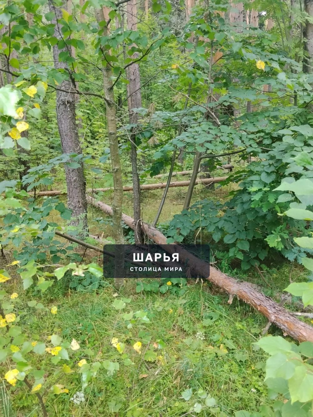 Шарьинцев приглашают на субботник в парке в Козлово — Шарья
