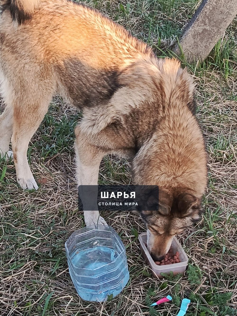 Ищу передержку для собаки — Шарья
