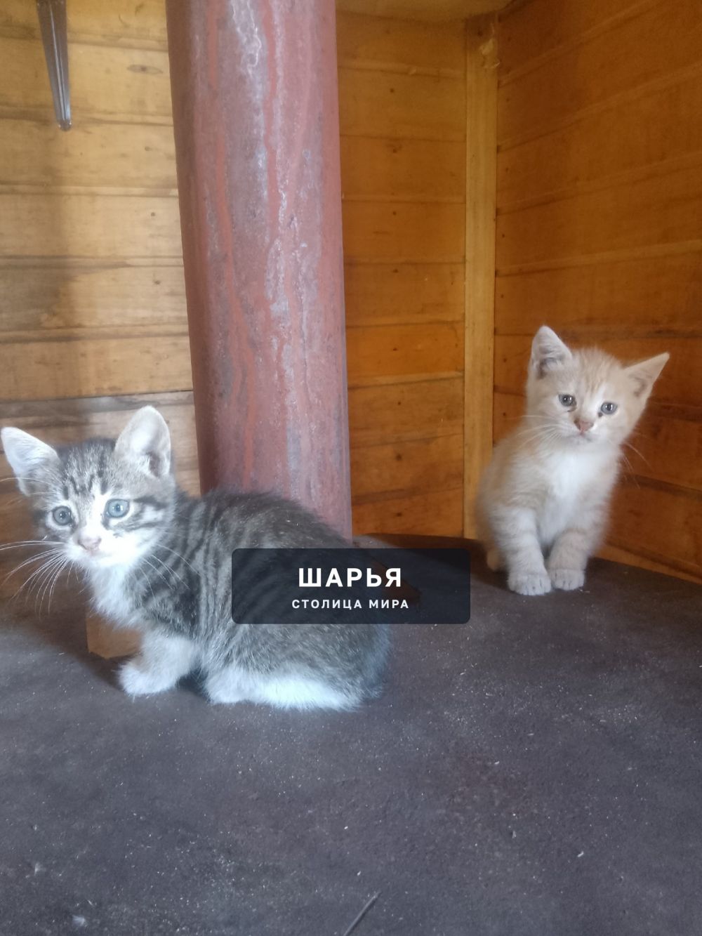 Пристраиваются котята — Шарья