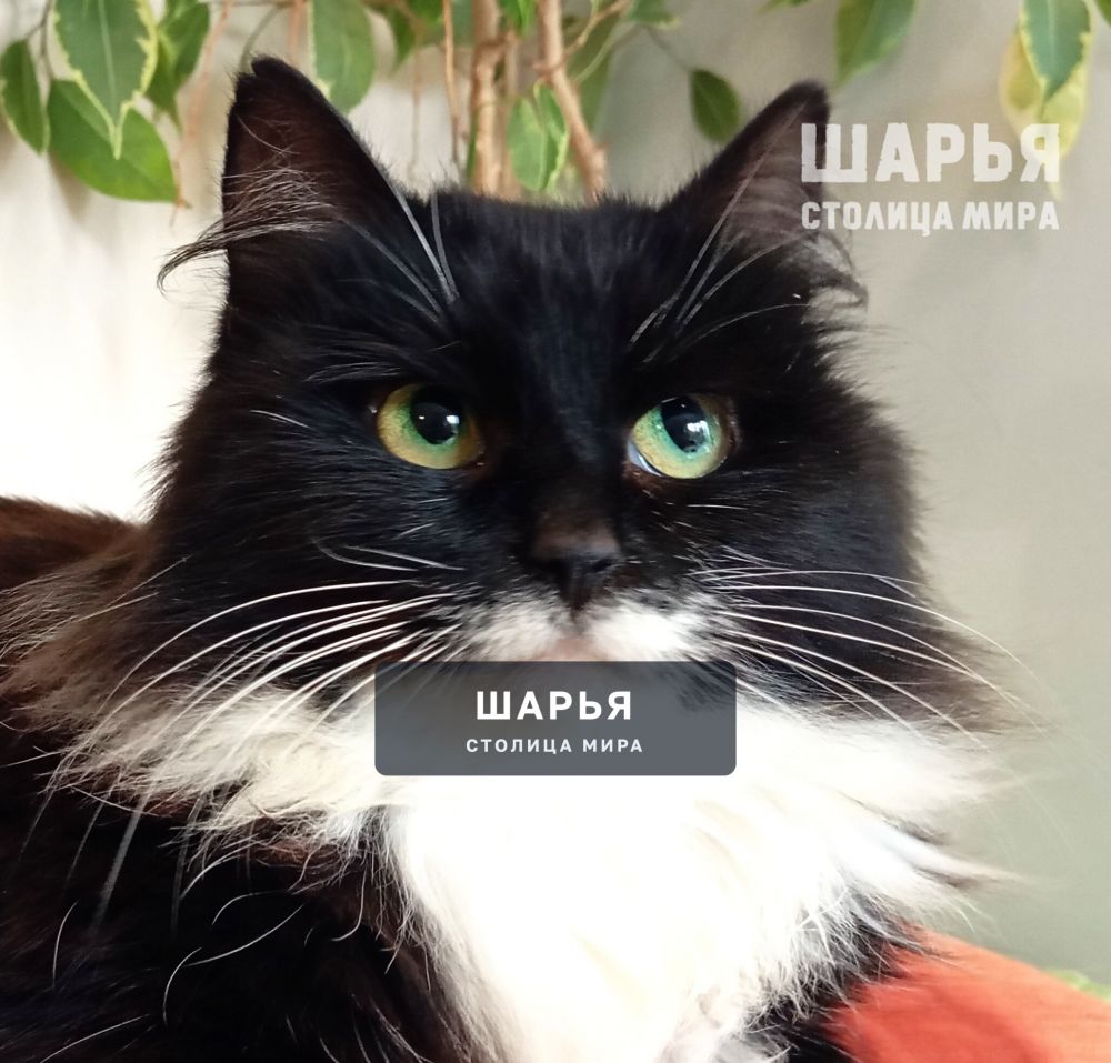 Знакомьтесь, красавица Ванесса, или просто Ванечка! — Шарья — фото 2