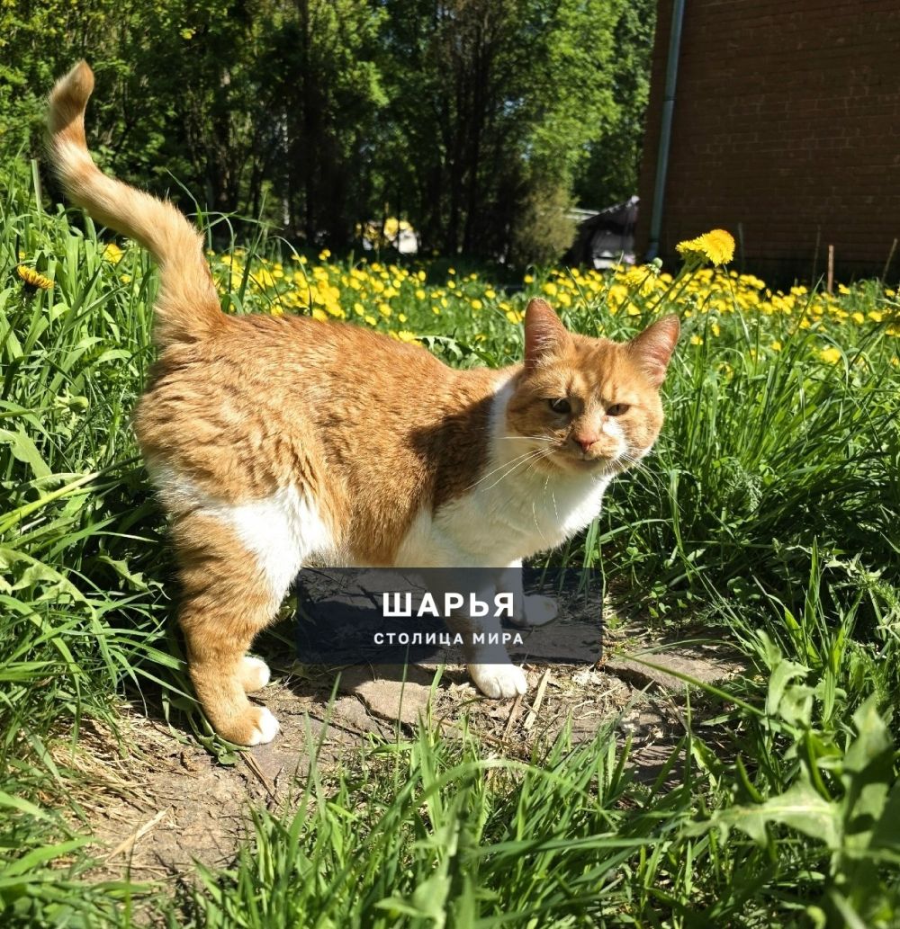 Кот Рыженос в поисках хорошего хозяина! — Шарья — фото 1