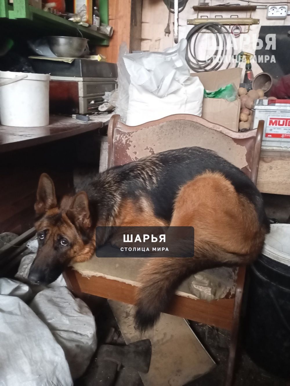 Немецкая овчарка, привезли с фронта на реабилитацию после ронения, кличка Джеки - вшит чип — Шарья