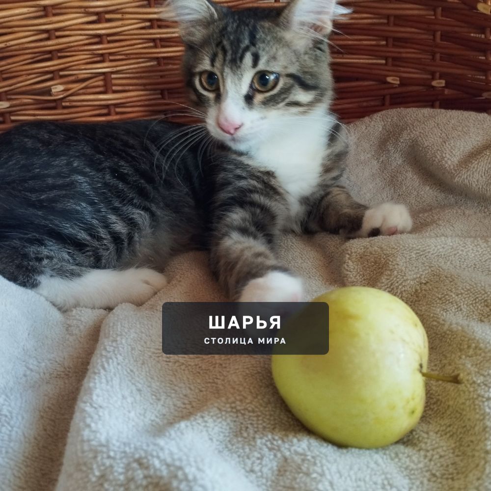 Красивый котёнок, котик, для доброго человека, для счастья — Шарья — фото 5