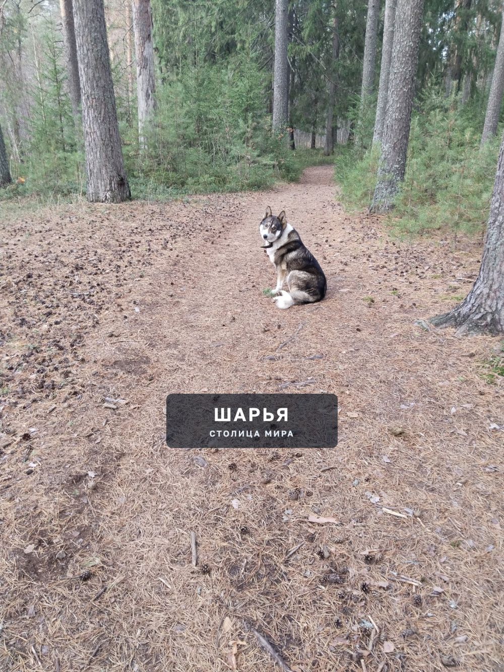 Чья собака в бору за красной горкой? — Шарья