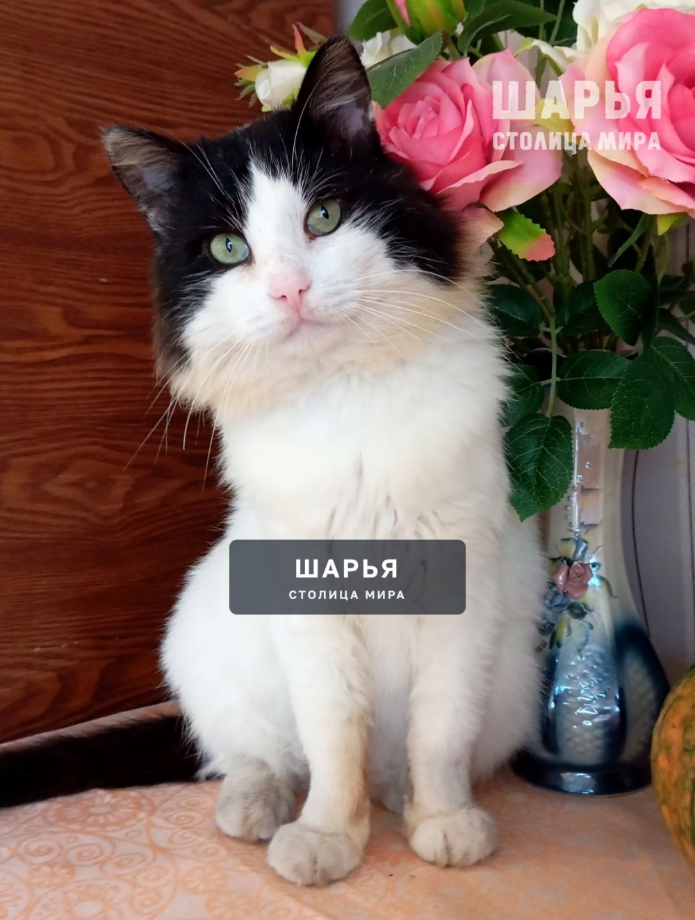 Кот Семён, в прошлом бродяга, жил на мусорных баках, ел что придется — Шарья — фото 2