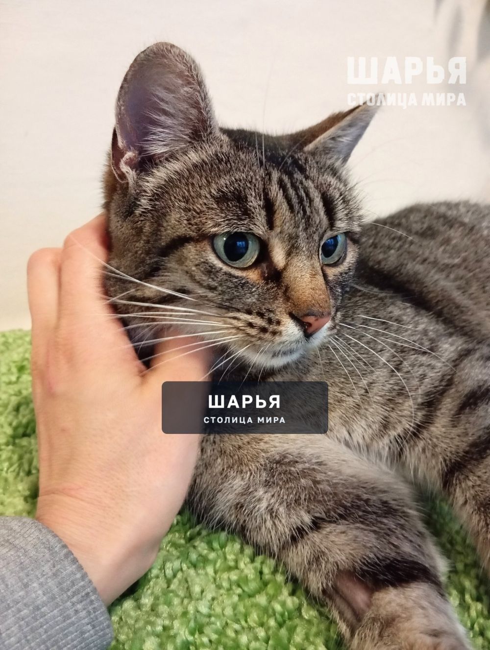 Вот такая тигровая красота в поисках своего человека! — Шарья — фото 5