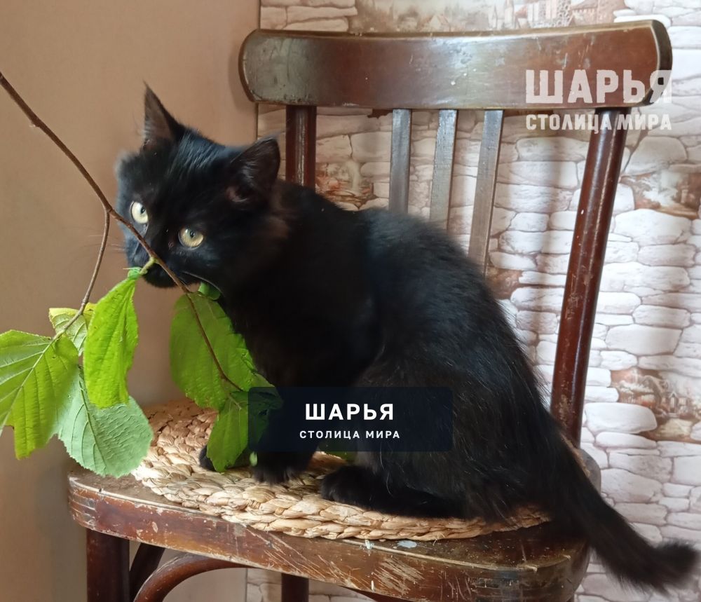 Очаровательный котёнок Митяй ищет дом! — Шарья — фото 3