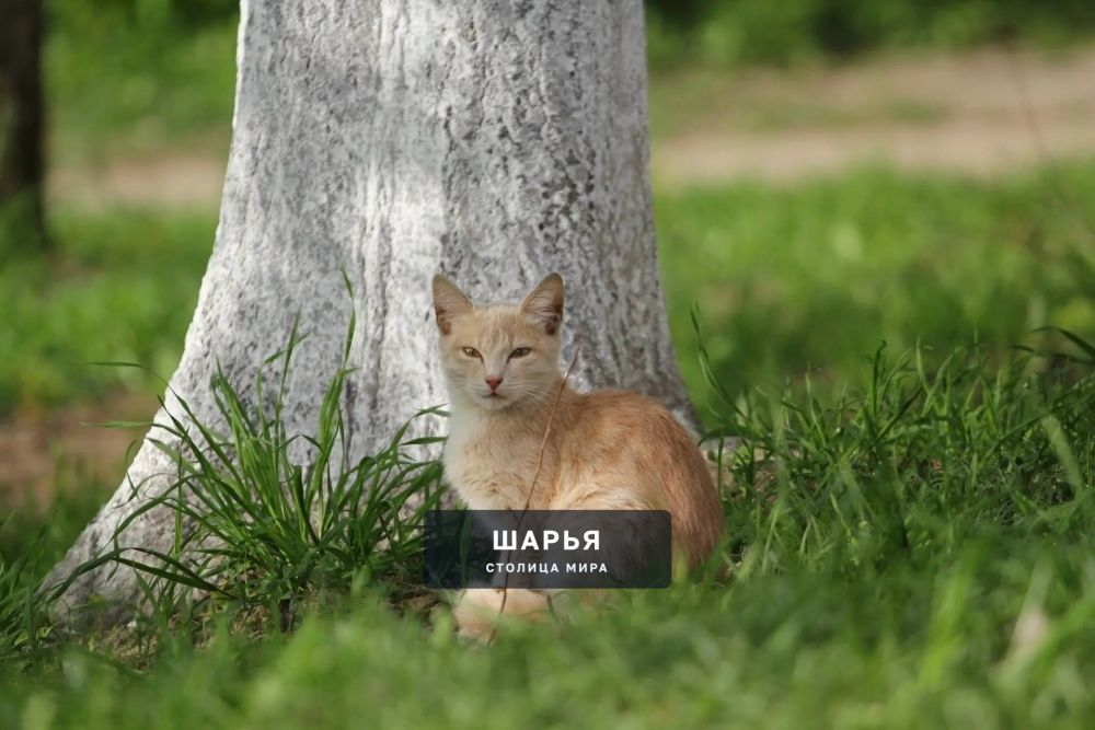 Погода в Шарье в рамках климатической нормы — Шарья