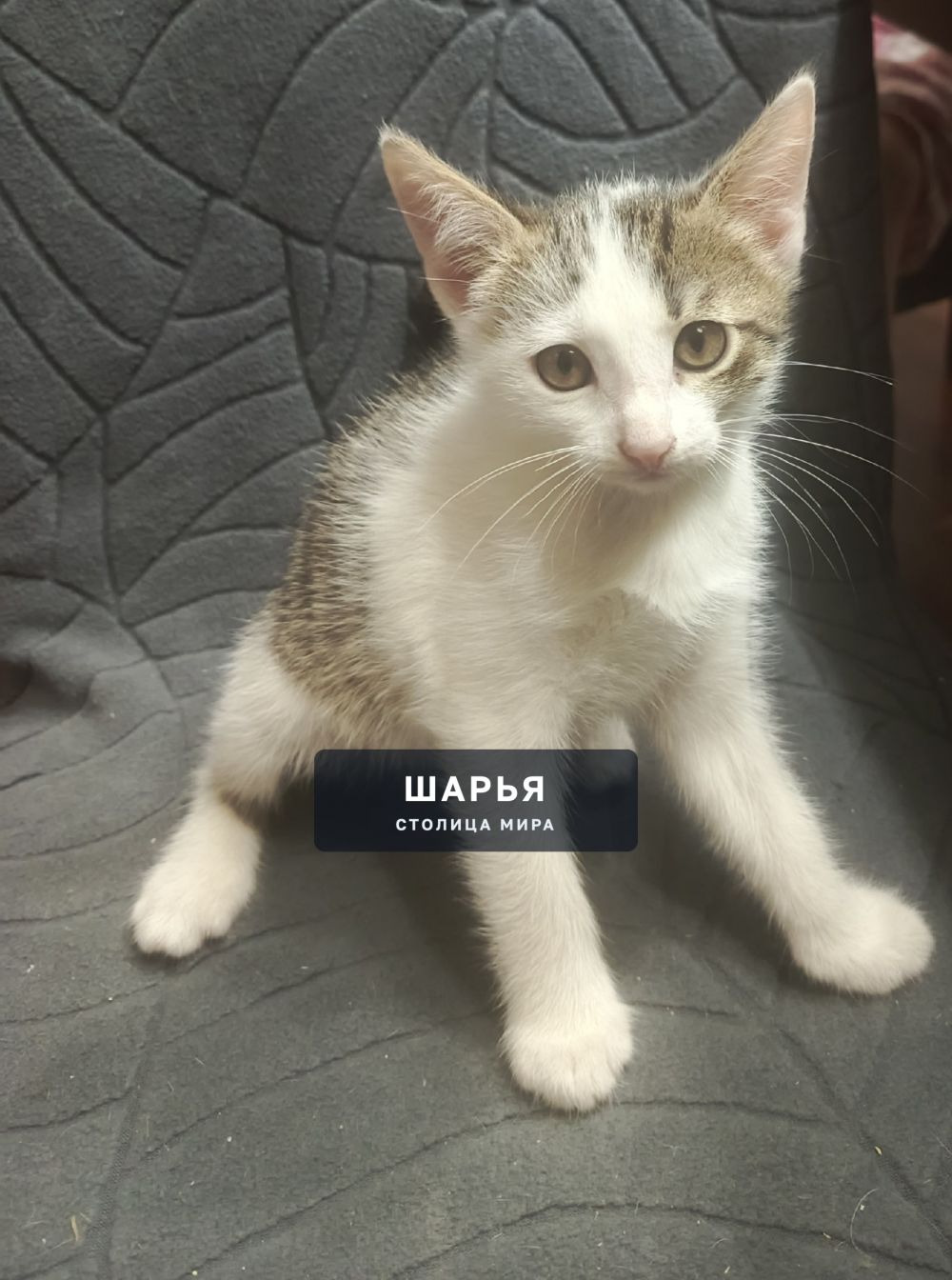 Отдам двух котиков в добрые руки — Шарья — фото 3