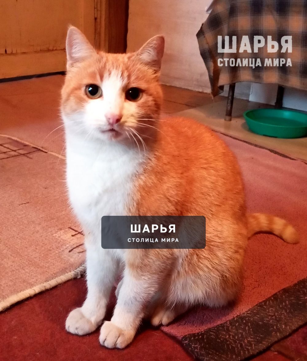 Ищем семью для котика Рыжика! — Шарья — фото 2