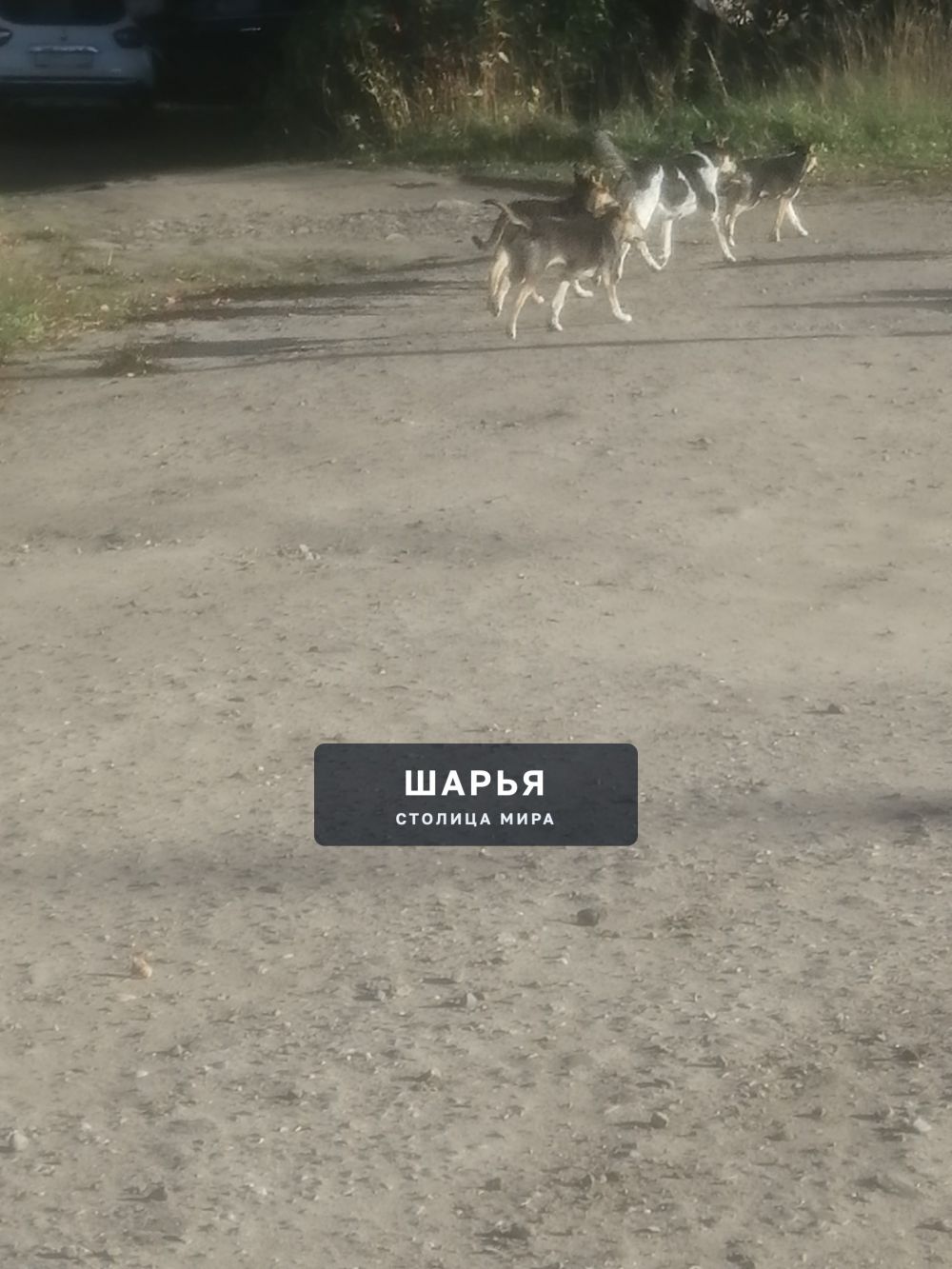 Добрый вечер. На днях у меня состоялся суд с представителем администрации по поводу укуса… — Шарья — фото 3