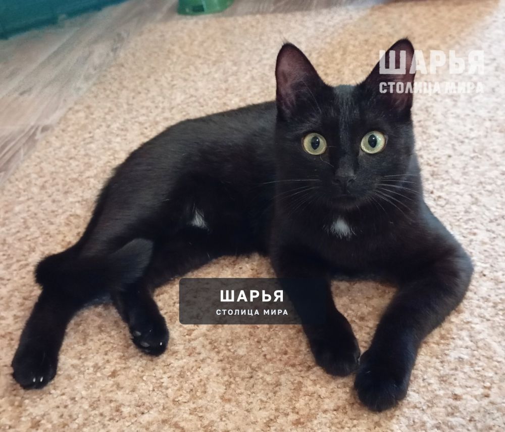 Ищем любящую семью для очаровательного котика Джексона — Шарья — фото 9