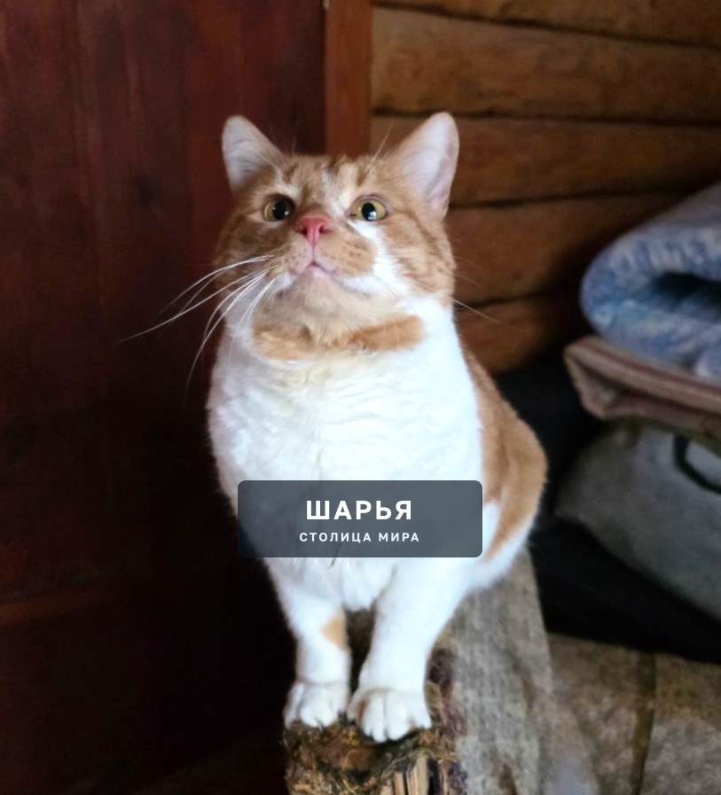 Кот Рыженос в поисках хорошего хозяина! — Шарья — фото 4
