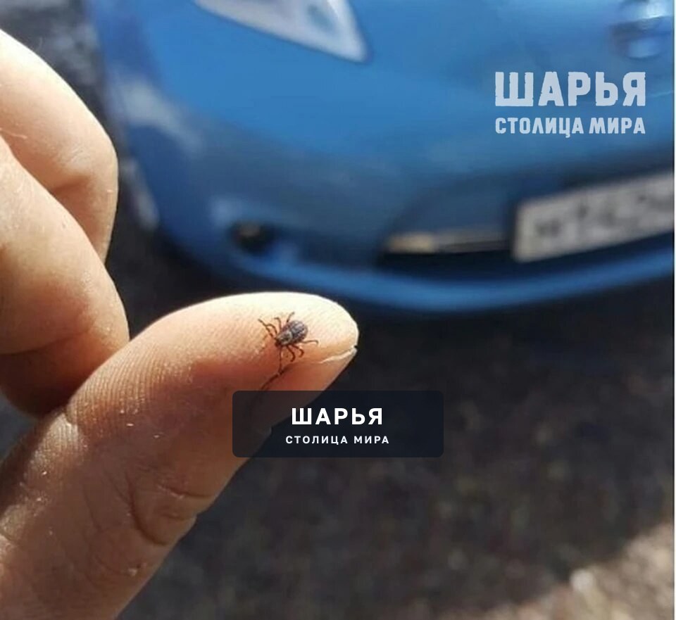 Клещи уже вышли на охоту — Шарья