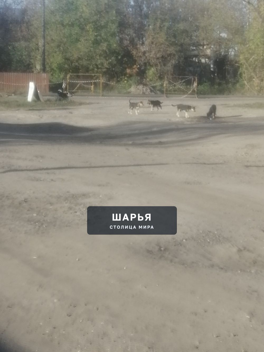 Добрый вечер. На днях у меня состоялся суд с представителем администрации по поводу укуса… — Шарья — фото 1