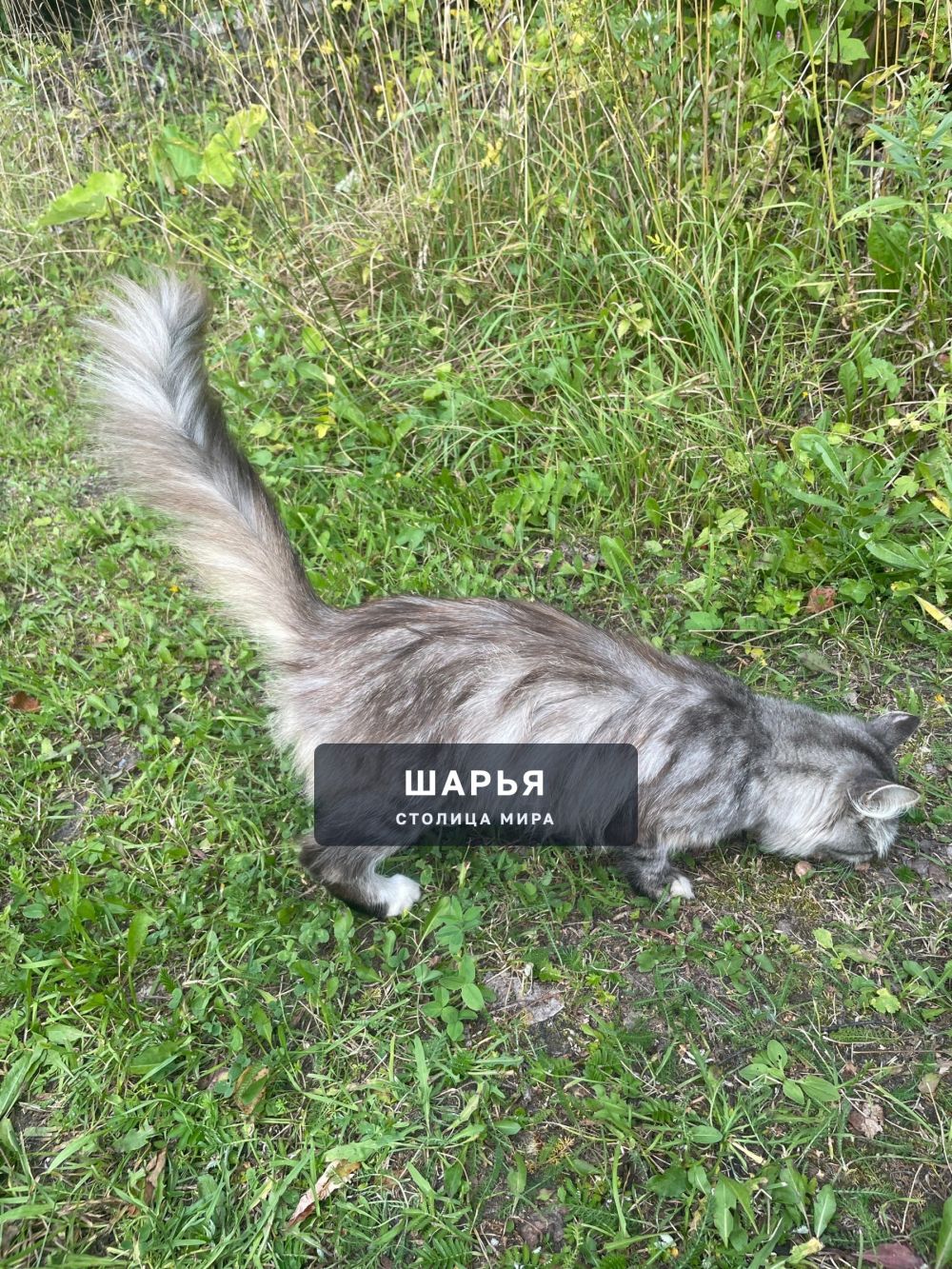 В районе остановки райсоюз второй день плачет очень кошечка — Шарья