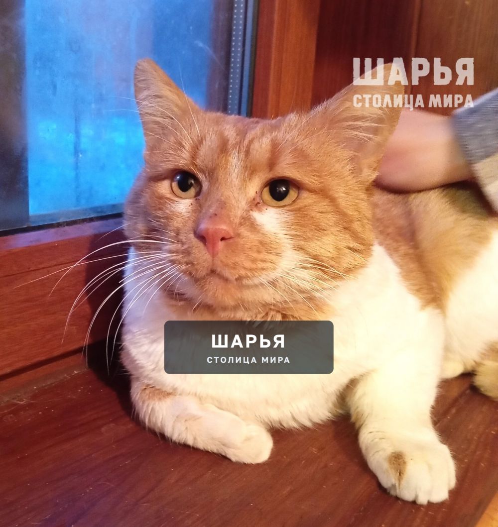 Кот Рыженос в поисках хорошего хозяина! — Шарья — фото 4