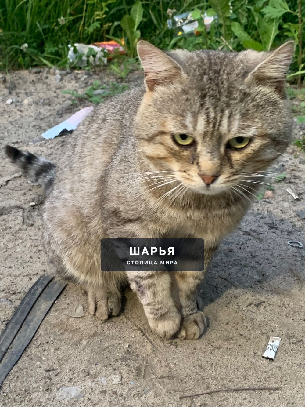 Найден кот по адресу: Адмирала Виноградова 3 (Пятерочка у рынка) — Шарья — фото 2