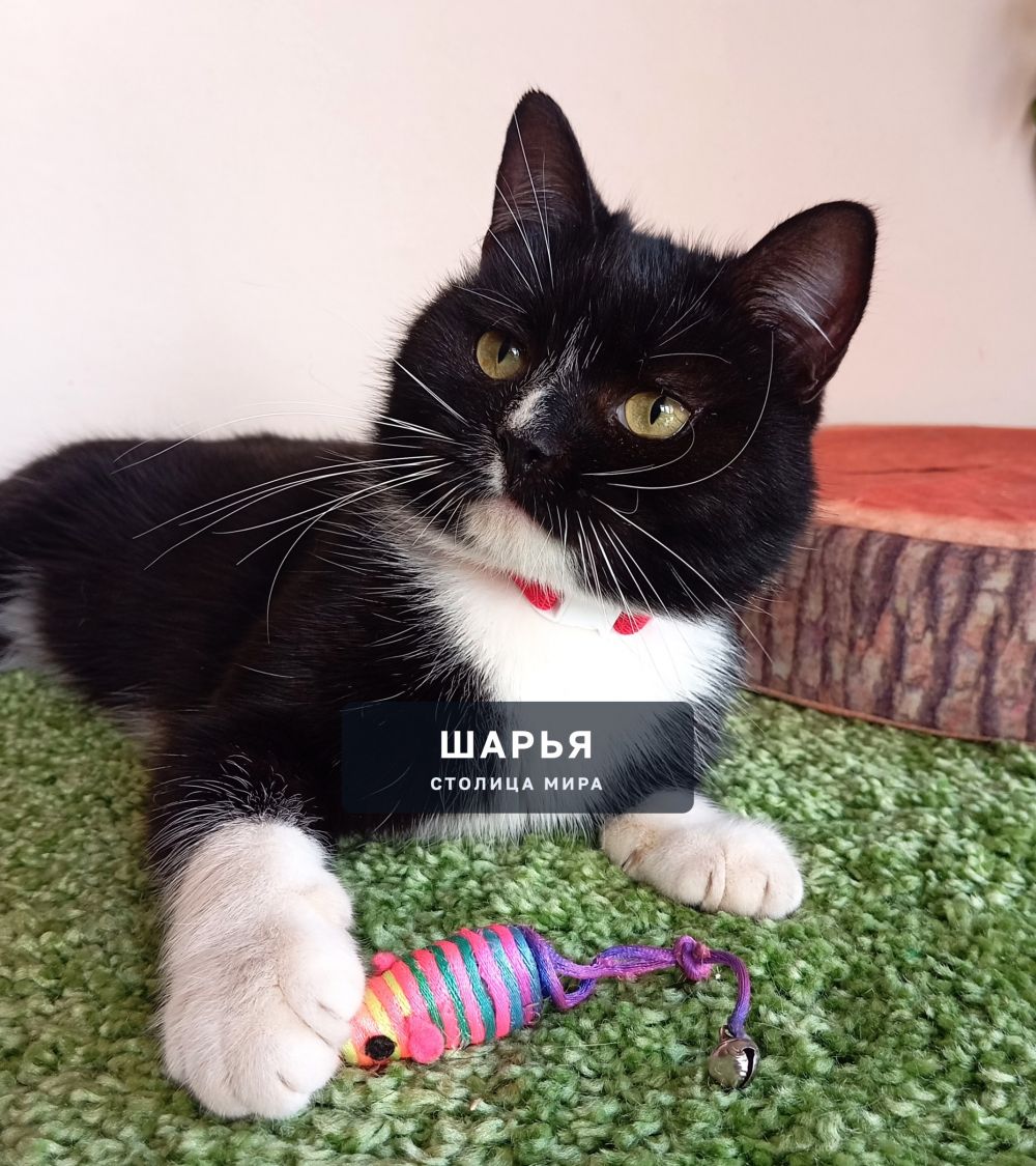 Молодой обаятельный котик Марик в активном поиске надежного хозяина! — Шарья — фото 3