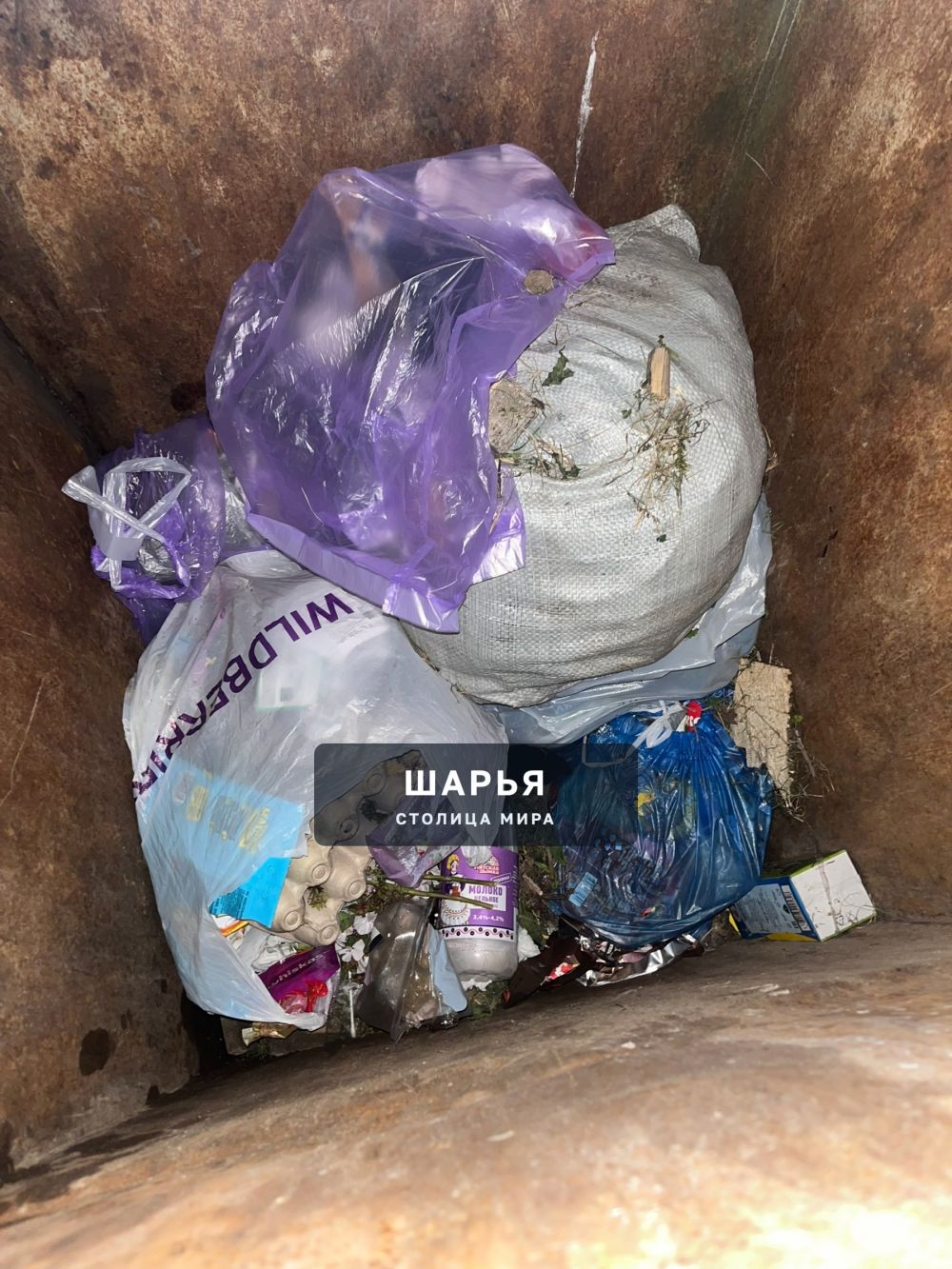 Нашли котят в мусорке на улице богордского между дорожной, два еще живы на фото, два под… — Шарья