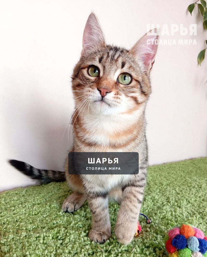 Знакомьтесь, это Тотошка! — Шарья