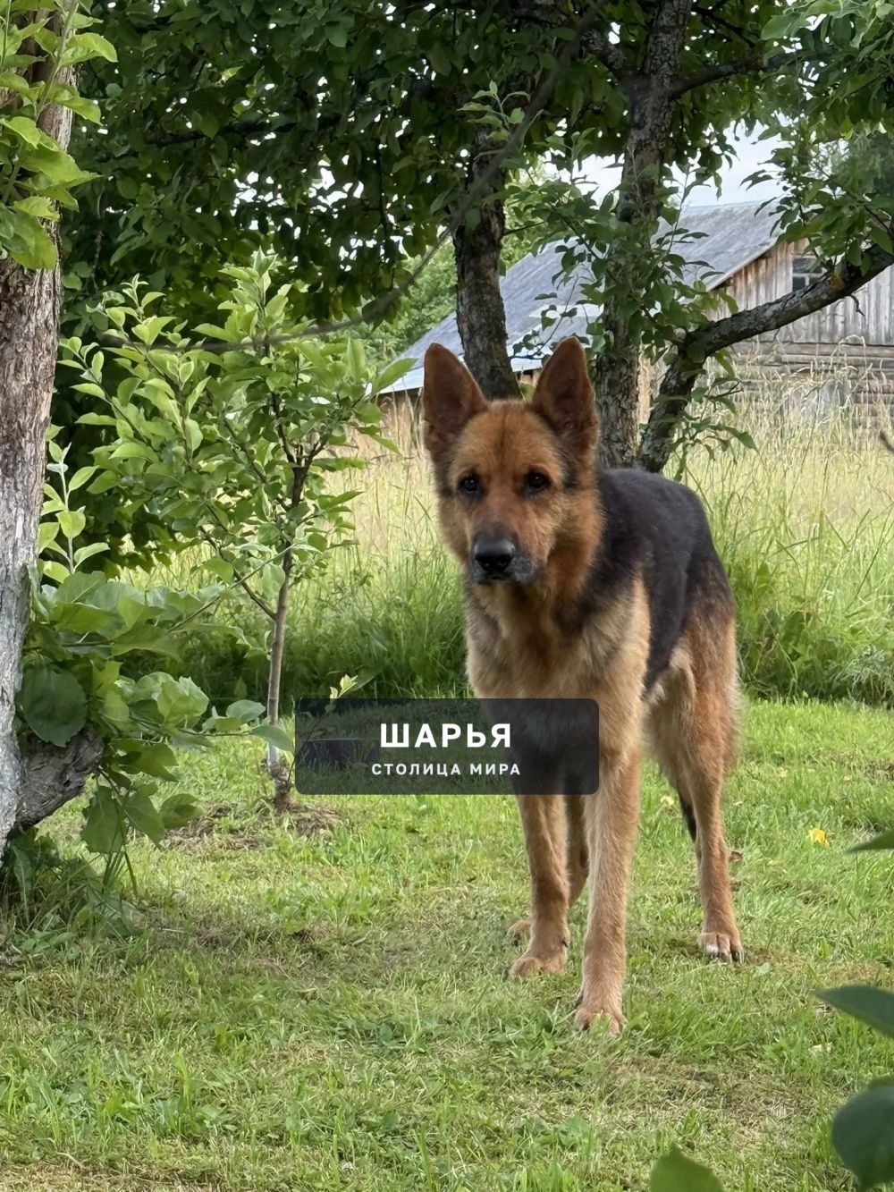 К дому прибилась собака,вроде овчарка — Шарья — фото 2