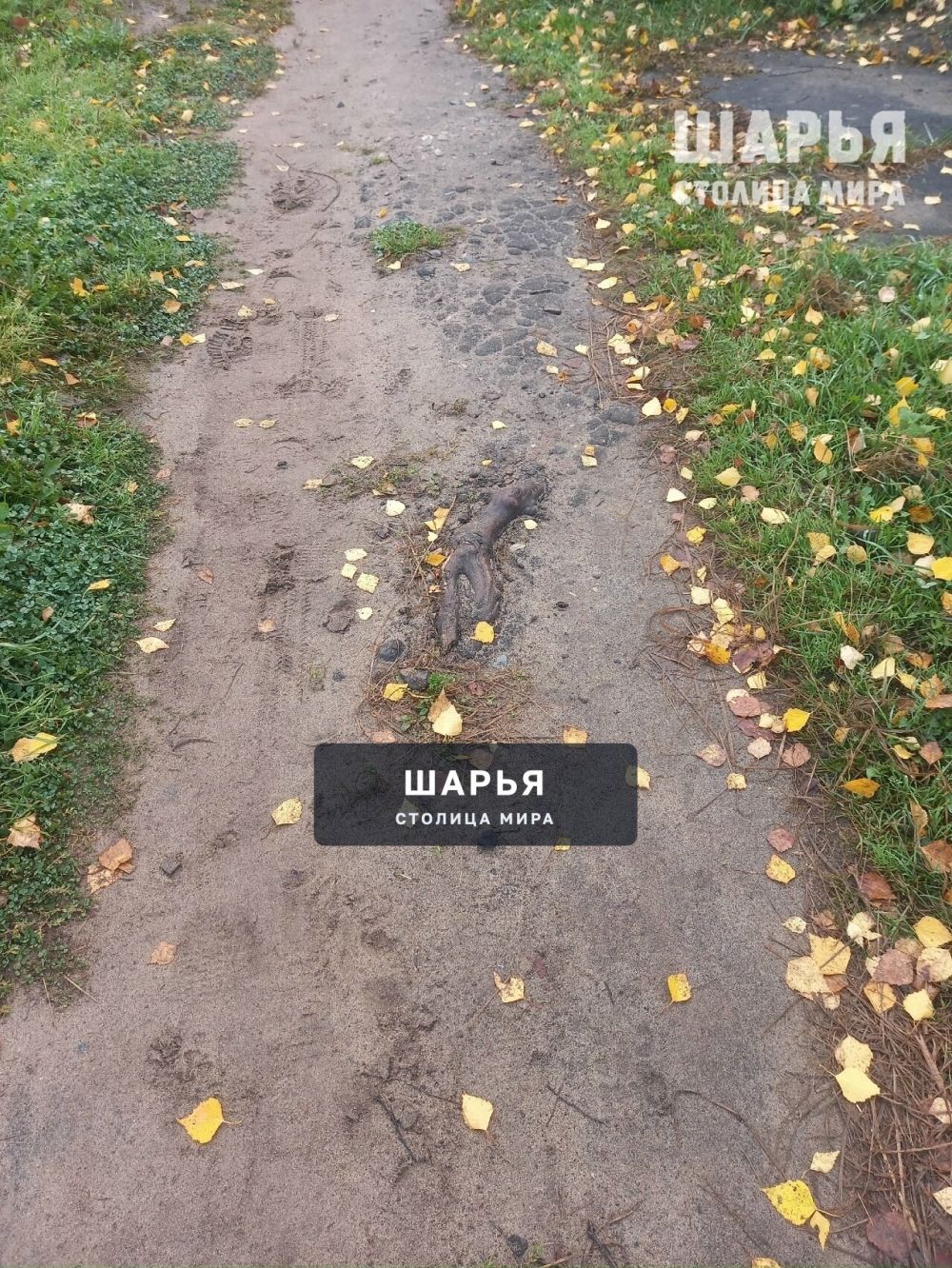 На тротуары асфальта не хватило? — Шарья — фото 4