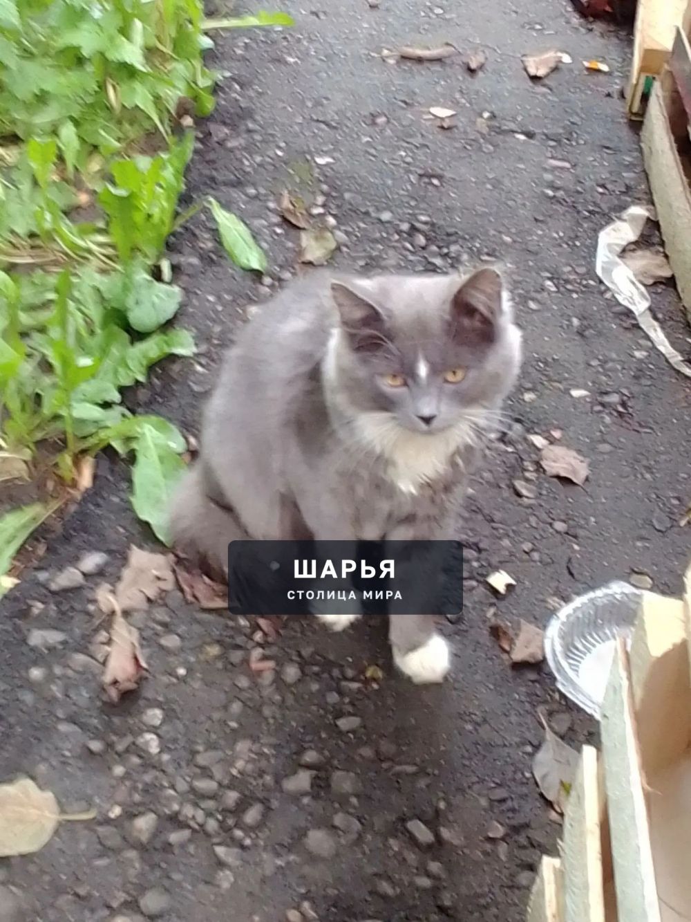 Кошечка Серафима ищет дом и добрые ласковые руки — Шарья — фото 2