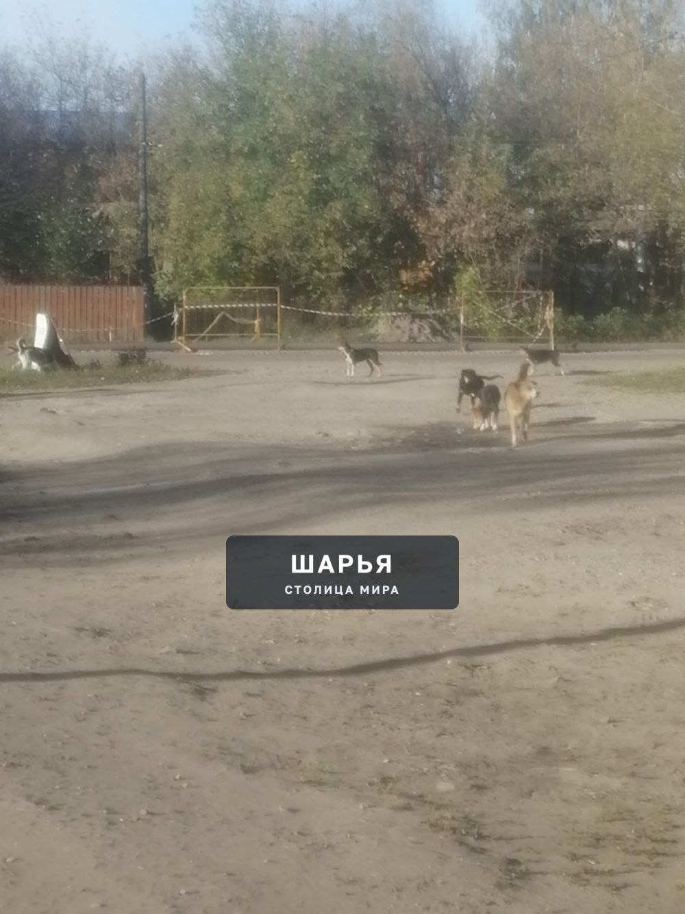 Добрый вечер. На днях у меня состоялся суд с представителем администрации по поводу укуса… — Шарья — фото 2