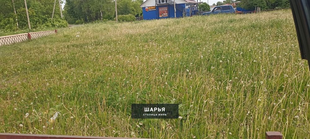 Сегодня почему-то обратила внимание на это не скошенное поле одуванчиков, хотя бываю там… — Шарья — фото 1