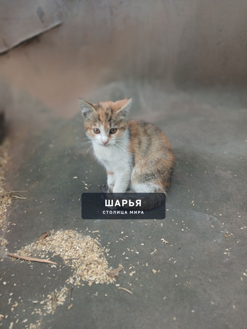 Отдам 3-х котят в добрые руки, 1 рыжих мальчик и 2 трехцветные девочки — Шарья — фото 2