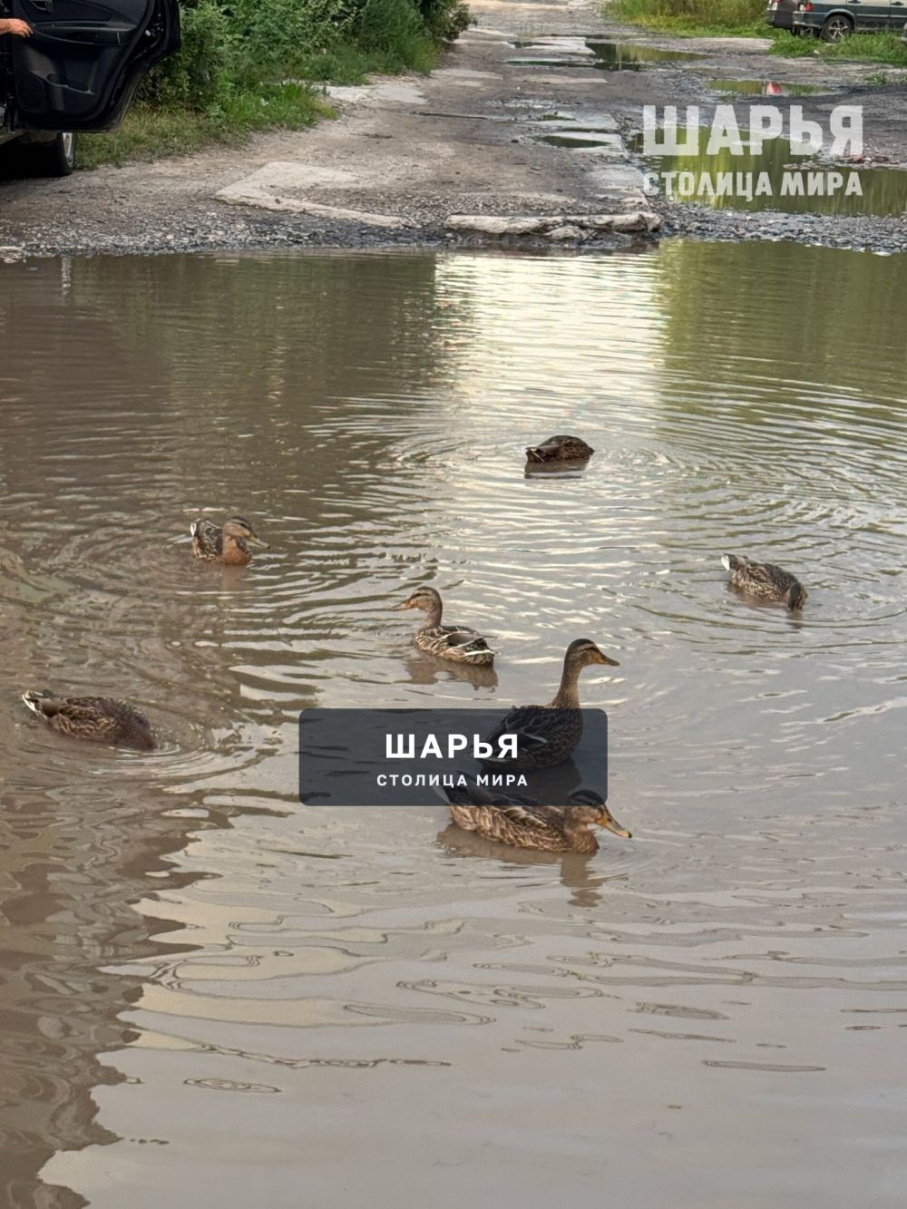 Утки во всех лужах города — Шарья — фото 2