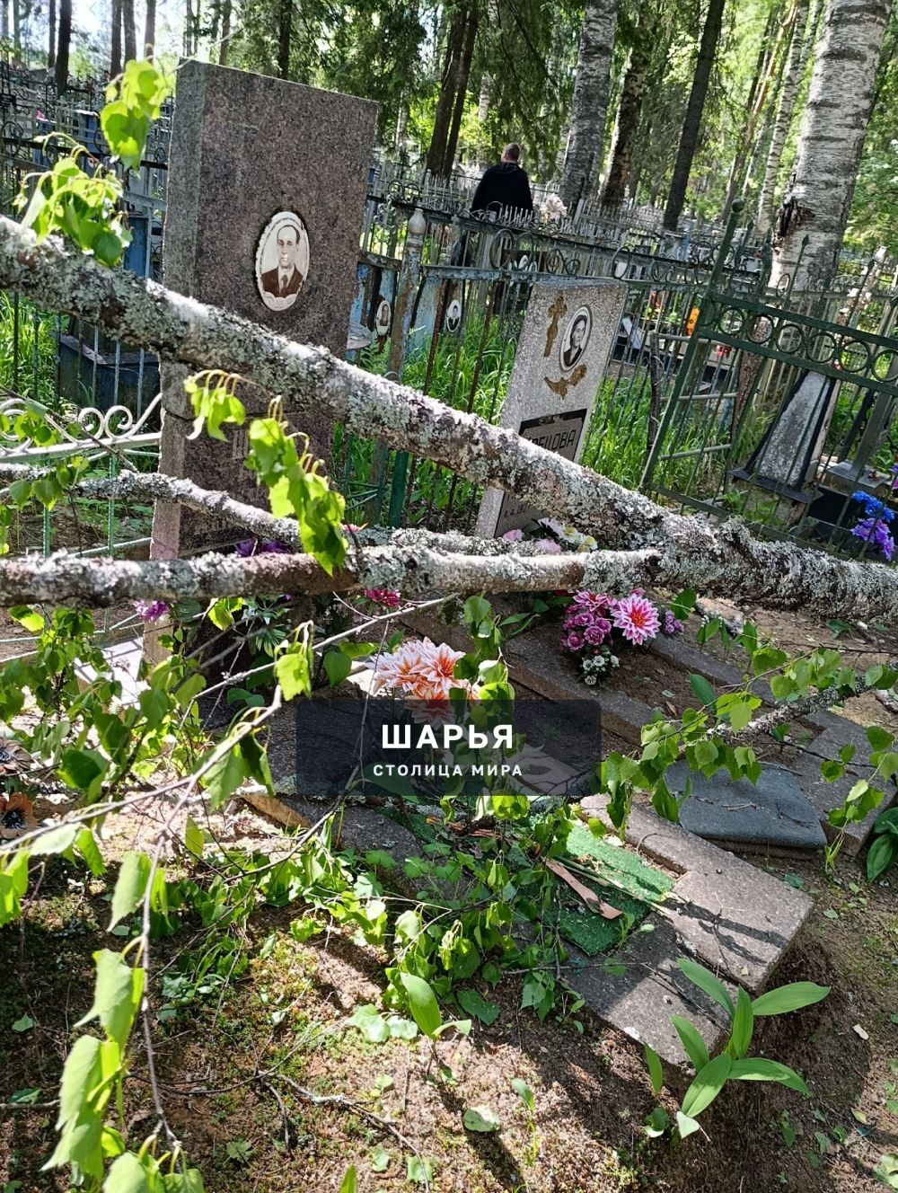 Вот такой "сюрприз" ждал людей на кладбище в Козлово — Шарья — фото 3