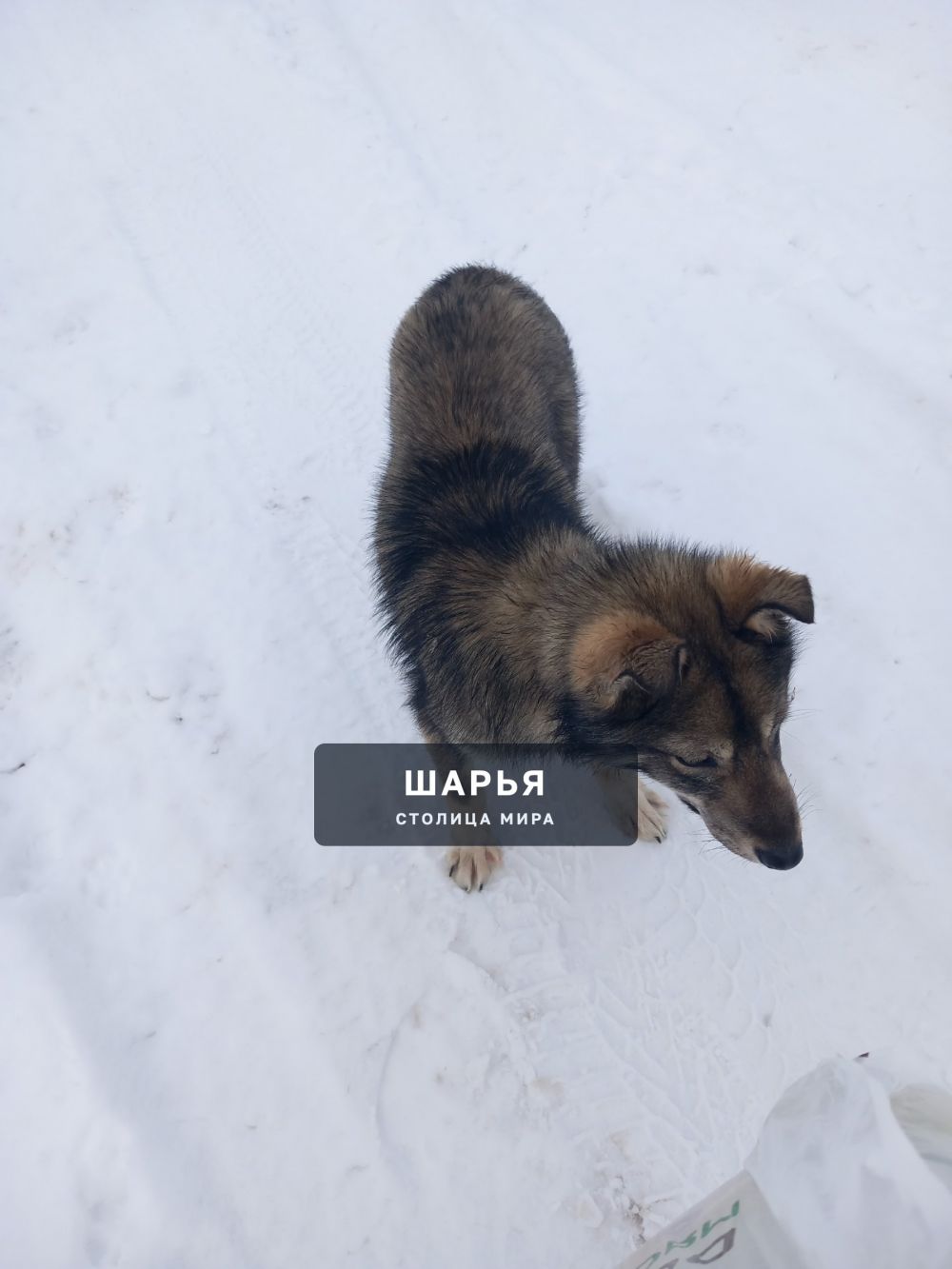 Чья потеряшка бегает за 73 садиком на первомайской улице, голодная, дружелюбная — Шарья