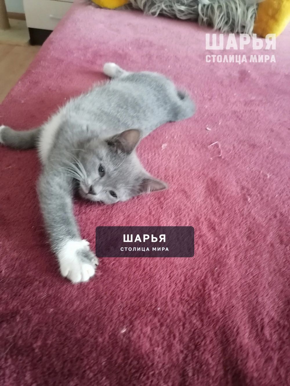 Котята в добрые руки — Шарья — фото 2