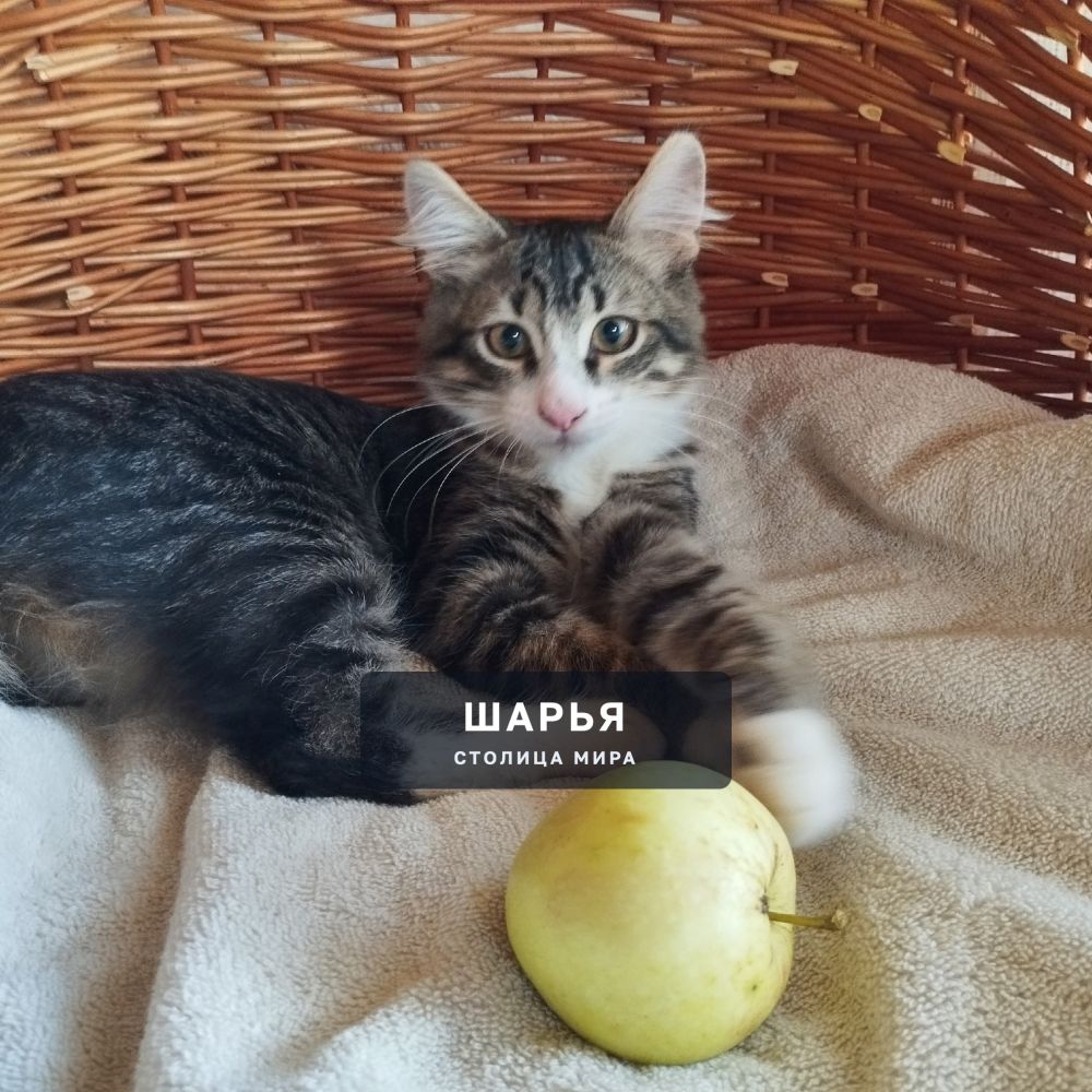 Красивый котёнок, котик, для доброго человека, для счастья — Шарья — фото 3