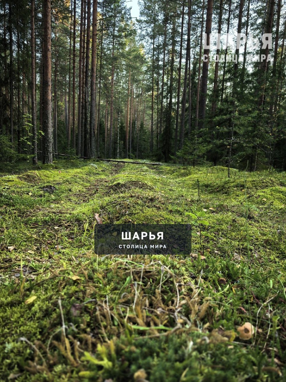 Красивейшие леса.Красный Яр — Шарья — фото 5