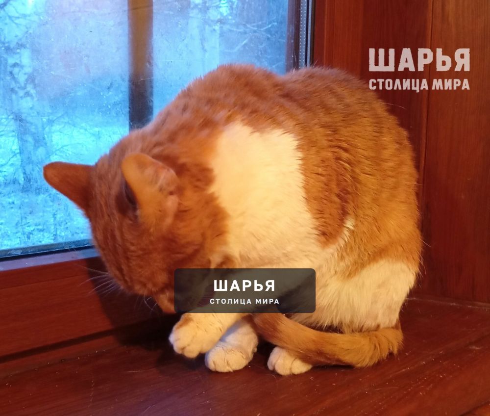 Кот Рыженос в поисках хорошего хозяина! — Шарья — фото 3