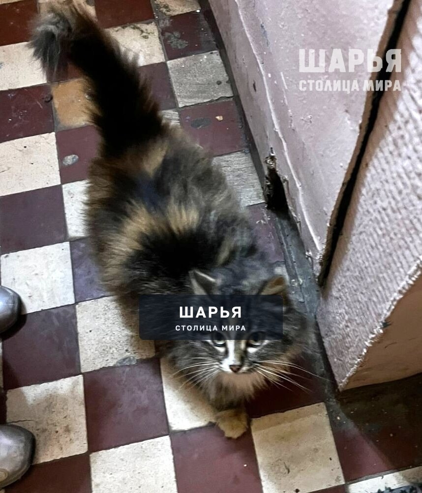 Друзья, помогите найти кошку!!! — Шарья — фото 2