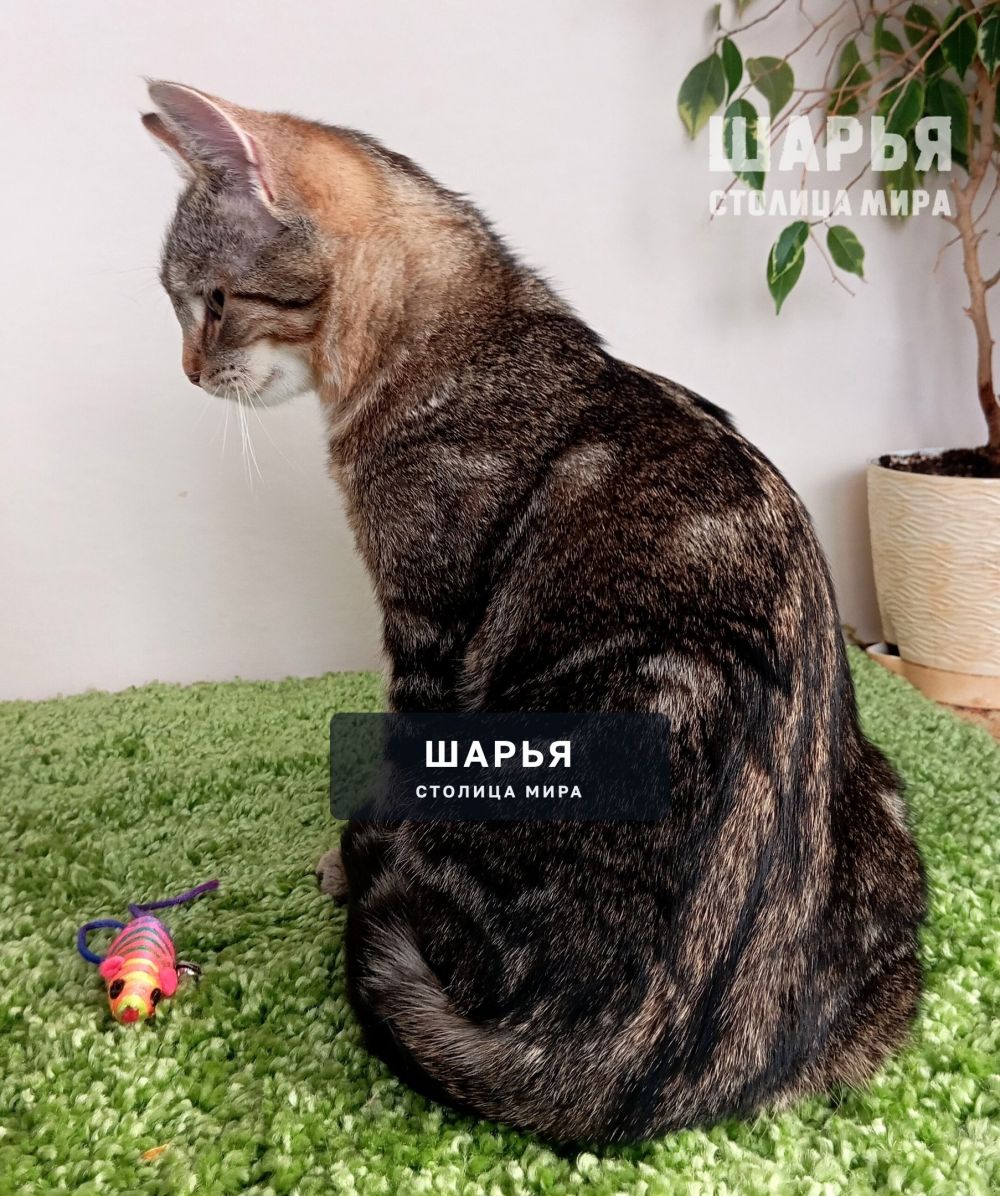 Молодой котик Тимошка в поиске надежного хозяина! — Шарья — фото 9