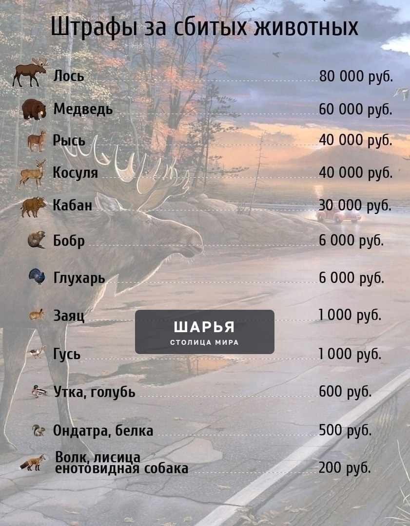 Сегодня бы хотелось поднять вопрос с Лосями на дороге — Шарья