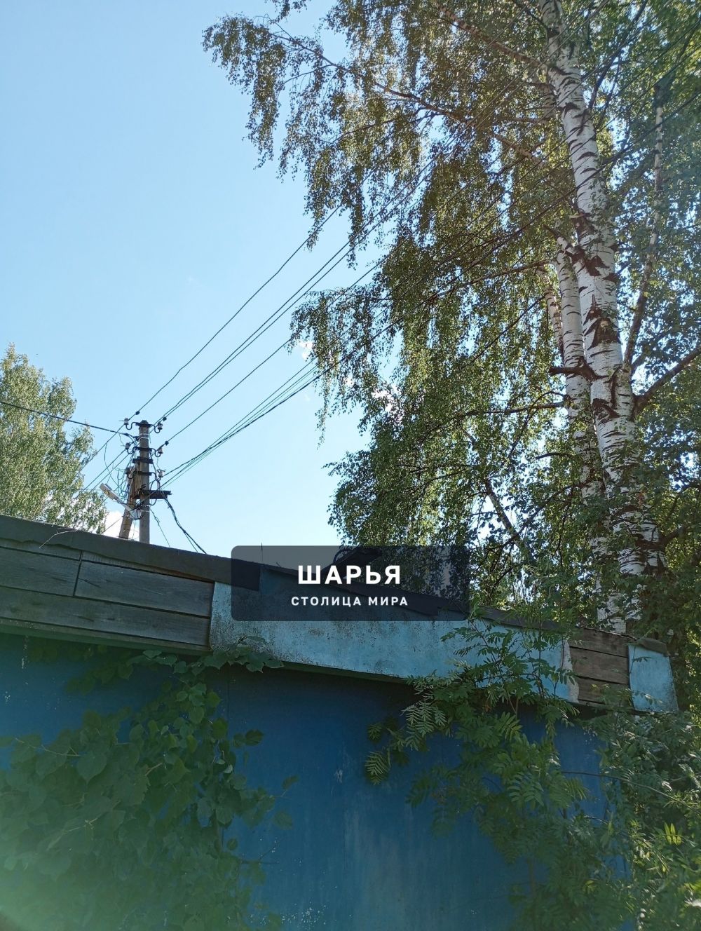 У нас сегодня тоже пилят деревья — Шарья — фото 3