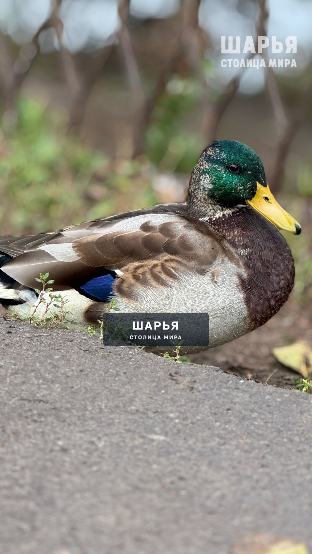 Шарьинские уточки готовы к перелёту — Шарья — фото 6