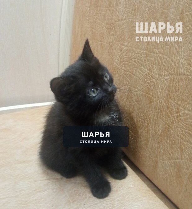 В частный дом пристраивается котенок — Шарья